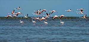 Chilika Bhubaneswar.me