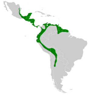 Colaptes rubiginosus map.svg