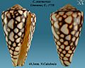 Conus marmoreus 4