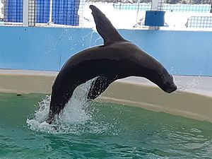 CoralWorldSeaLion