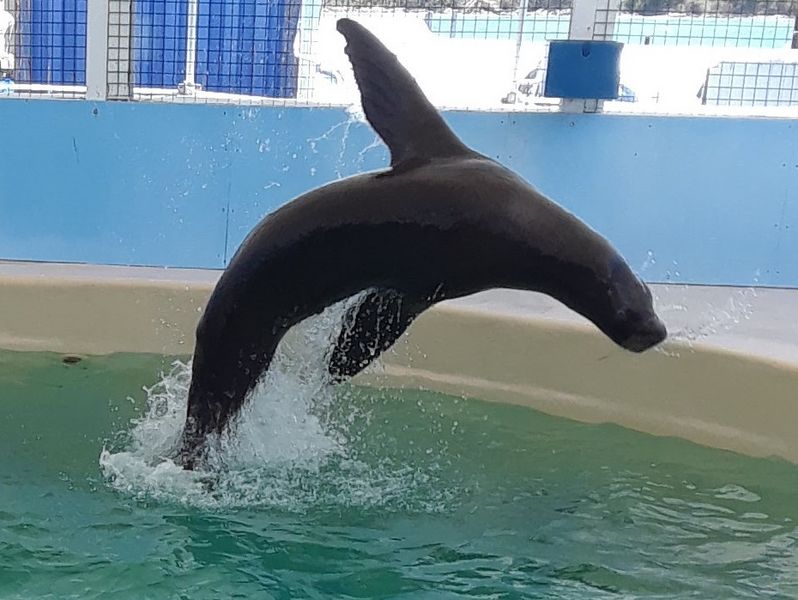 CoralWorldSeaLion