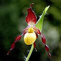 Cypripedium parviflorum Orchi 014