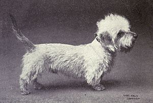 Dandie Dinmont Terrier from 1915