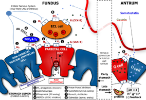 Determinants of Gastric Acid Secretion