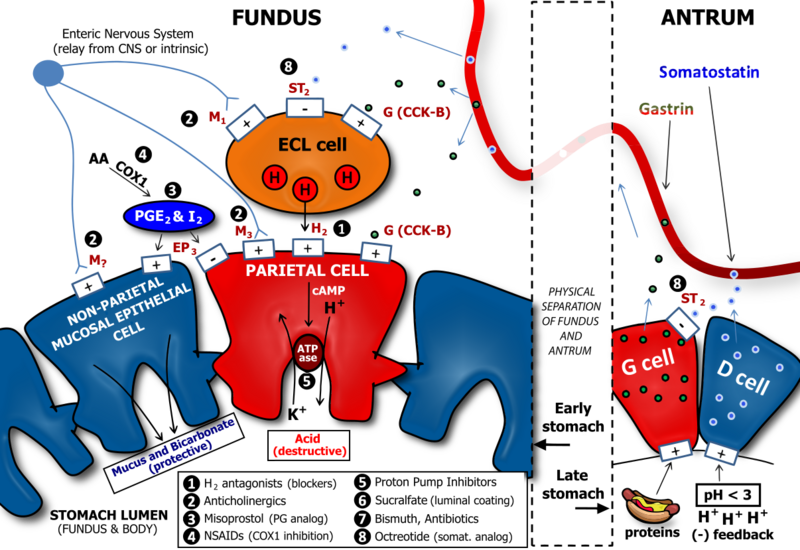 Determinants of Gastric Acid Secretion