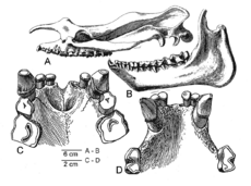 Duchesneodus-skull