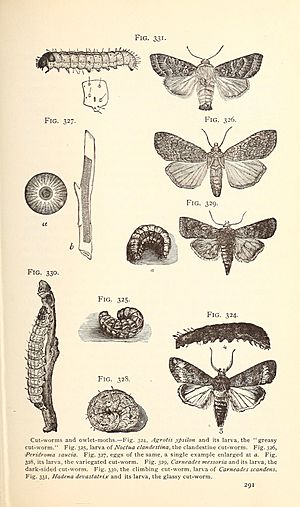 Economic entomology for the farmer.. (1896) (20531811754)