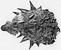 Edmontonia rugosidens armour AMNH 5381