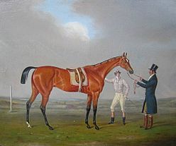 Eleanor horse