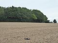 Elmsett Park Wood 2
