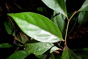 Endiandra pubens leaf.jpg