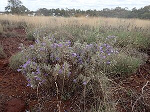 Eremophila margarethae (habit)
