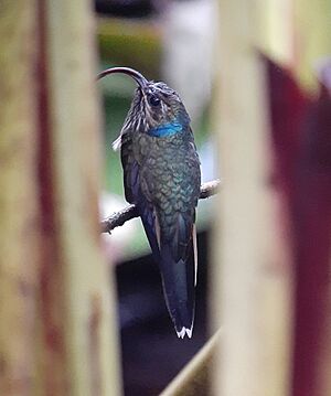 Buff-tailed sicklebill Facts for Kids