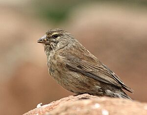 Female Drakensberg Siskin (Pseudochloroptila symonsi).jpg
