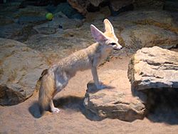Fennec fox Facts for Kids