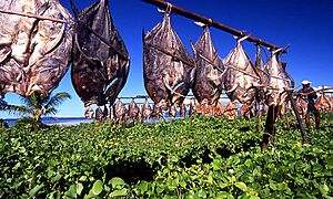 Fish drying in the sun poisson seche Madagascar