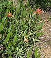 Flickr - brewbooks - Castilleja parvula (1)