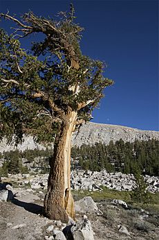 Foxtail Pine Sequoia