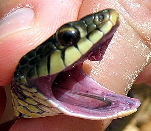 Garter snake tooth
