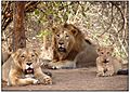 Gir lion-Gir forest,junagadh,gujarat,india