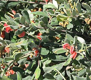 Grevillea arenaria subsp. canescens.jpg