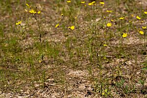 Gutierrezia wrightii - Flickr - aspidoscelis.jpg
