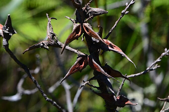 Hakea teretifola16292156649 5612f4754c o