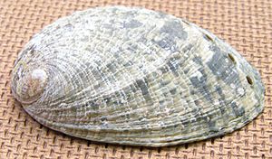 Haliotis virginea shell 2