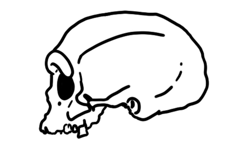 Harbin cranium profile