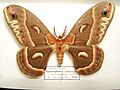 Hyalophora cecropia adult male sjh