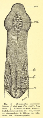 Hypsignathus monstrosus tongue