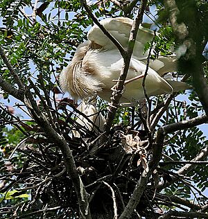 Indian Pond Heron at Nest I IMG 8732