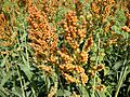 JfSorghum bicolor0042Filipinofvf 03
