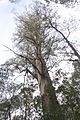 Kalatha tree (Eucalyptus regnans) looking skywards