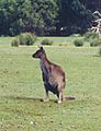 Kangaroo Island-kangaroo