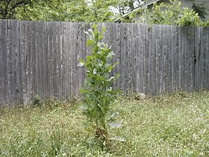 Lactuca serriola clump