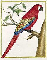 Lesser Antillean Macaw.jpg