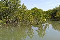 Mangrove-Keti Bundar