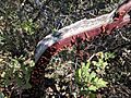 Manzanita Peeling Bark