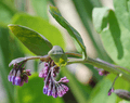 Mertensia buds cropped
