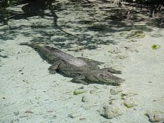 MiamiSeaquarium-Crocodile