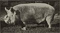 Middle White boar, circa 1900, from Types and breeds of farm animals, page 542 (cropped)