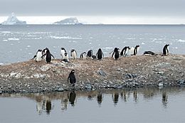 Mikkelsen Harbour-2016-Trinity Island (D'Hainaut Island)–Gentoo penguins (Pygoscelis papua) 02