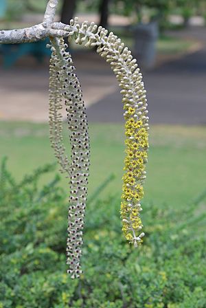 Munroidendron racemosum.jpg