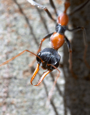 Myrmecia nigrocincta head close up