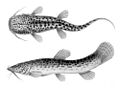 Nematogenys inermis