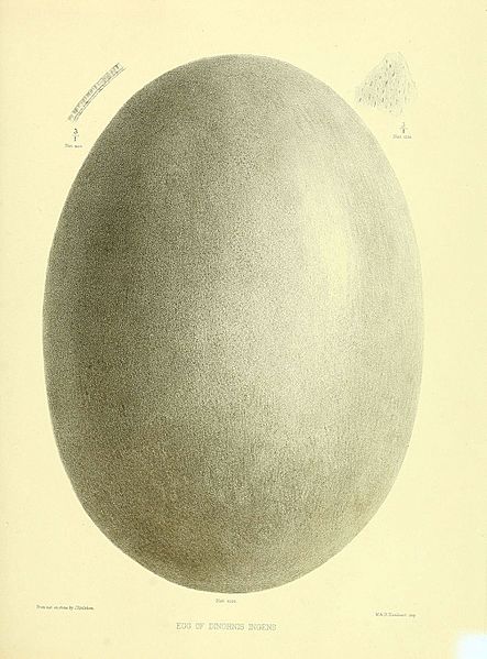 Ornithological miscellany (5982107548)