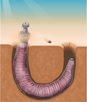 Ottoia burrowing cropped