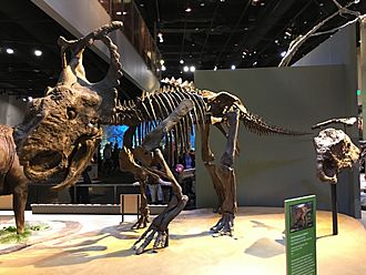Pachyrhinosaurus perotorum skeleton.jpg
