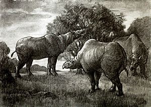 Paraceratherium herd